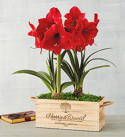 Red Lion Amaryllis Double in Crate